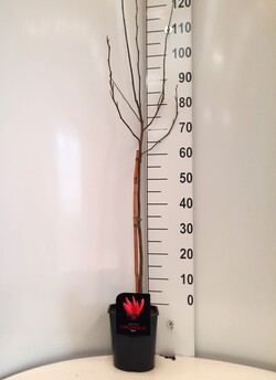 Magnolija (Lot Magnolia) 'Susan' C4,5/P22 STIEBAS 60 CM - nuotrauka 1