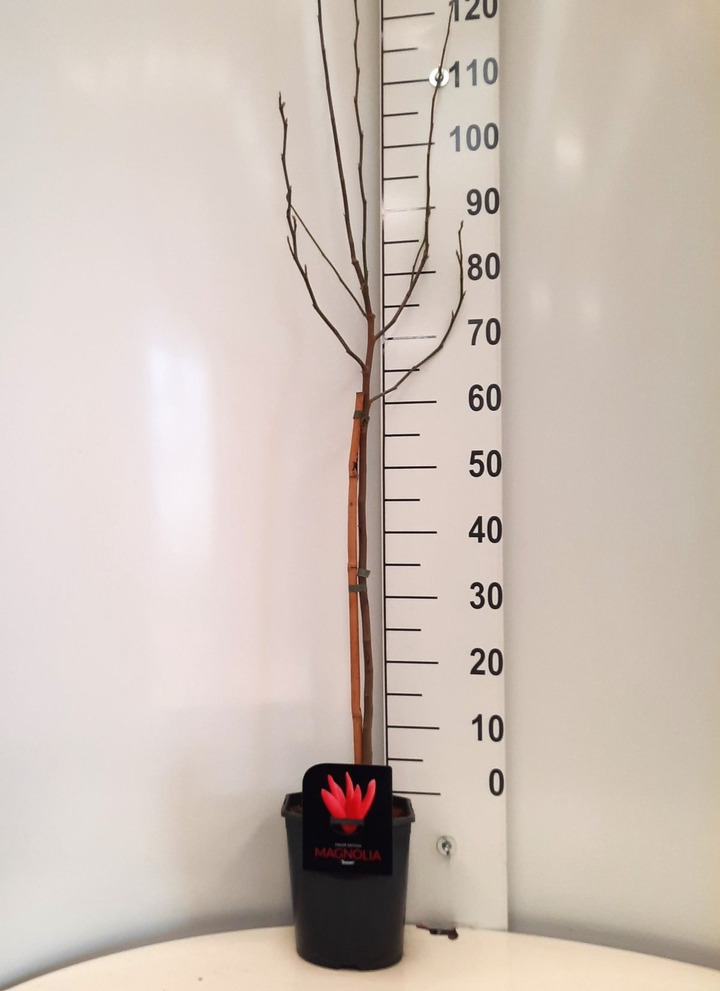 Magnolija (Lot Magnolia) 'Susan' C4,5/P22 KOTAS 60CM | MAGNOLIJOS | KRŪMAI