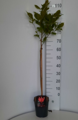 Magnolija (Lot Magnolia) 'Susan' C4,5/P22 STIEBAS 60 CM - nuotrauka 2