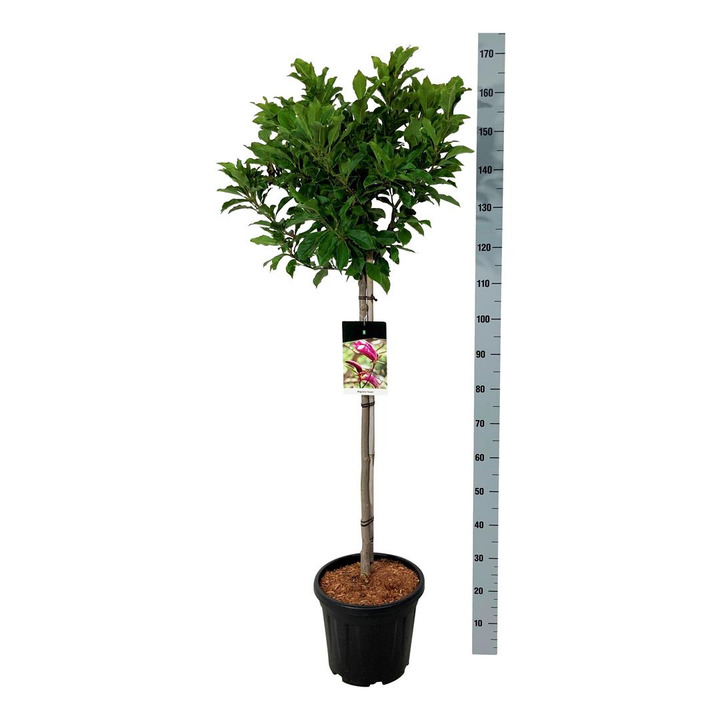 Magnolija (Lot Magnolia) 'Susan' C15 KOTAS 80 CM | MAGNOLIJOS | KRŪMAI