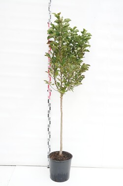 Magnolija (Lot Magnolia) 'Susan' C18 STIEBAS 80 CM