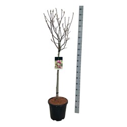 Magnolija (Lot Magnolia) 'Susan' C30 STIEBAS 80 CM - nuotrauka 1