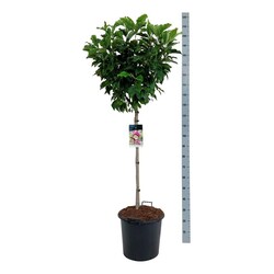 Magnolija (Lot Magnolia) 'Susan' C30 STIEBAS 80 CM - nuotrauka 2