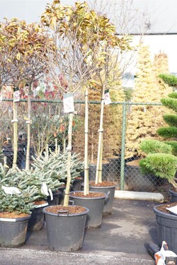 Magnolija (Lot Magnolia) 'Susan' C55 STIEBAS 120 CM - nuotrauka 2