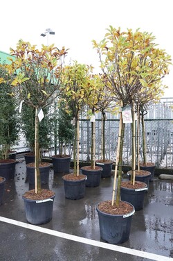 Magnolija (Lot Magnolia) 'Susan' C55 STIEBAS 120 CM SOL - nuotrauka 2