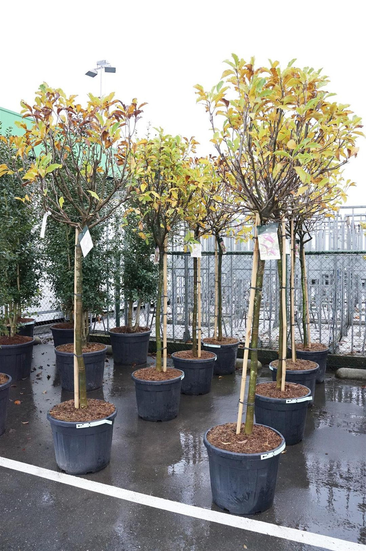 Magnolija (Lot Magnolia) 'Susan' C55 STIEBAS 120 CM SOL | MAGNOLIJOS | KRŪMAI