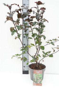 Obelis japoninė (Lot Malus toringo) 'Scarlett' C4/P21 60-80 CM - nuotrauka 1