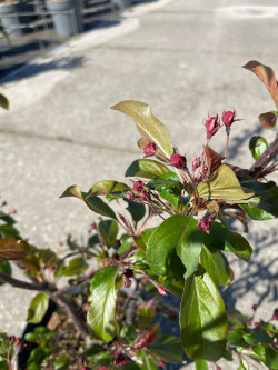 Obelis japoninė (Lot Malus toringo) 'Scarlett' C4/P21 60-80 CM - nuotrauka 2