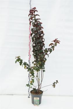 Obelis japoninė (Lot Malus toringo) 'Scarlett' C12 125-150 CM