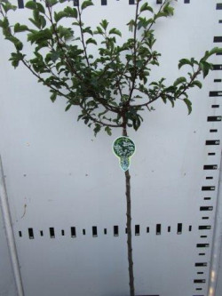Obelis japoninė (Lot Malus toringo) 'Tina' C5/P23 STIEBAS 80 CM - nuotrauka 1
