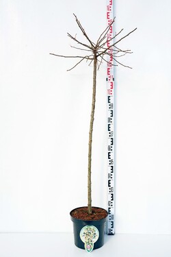 Obelis japoninė (Lot Malus toringo) 'Tina' C7,5/P26 KOTAS 120 CM | OBELYS | VAISMEDŽIAI - VAISKRŪMIAI