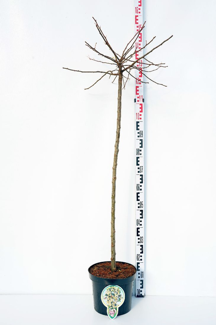 Obelis japoninė (Lot Malus toringo) 'Tina' C7,5/P26 KOTAS 120 CM | OBELYS | VAISMEDŽIAI - VAISKRŪMIAI