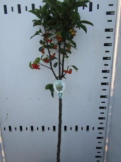 Obelis (Lot Malus) 'White Angel' C5/P23 STIEBAS 80 CM