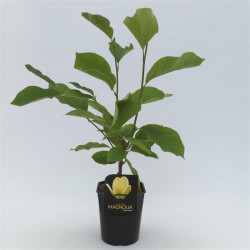 Magnolija (Lot Magnolia) 'Yellow River' C4,5/P22 50-60 CM 2-3 Branches
