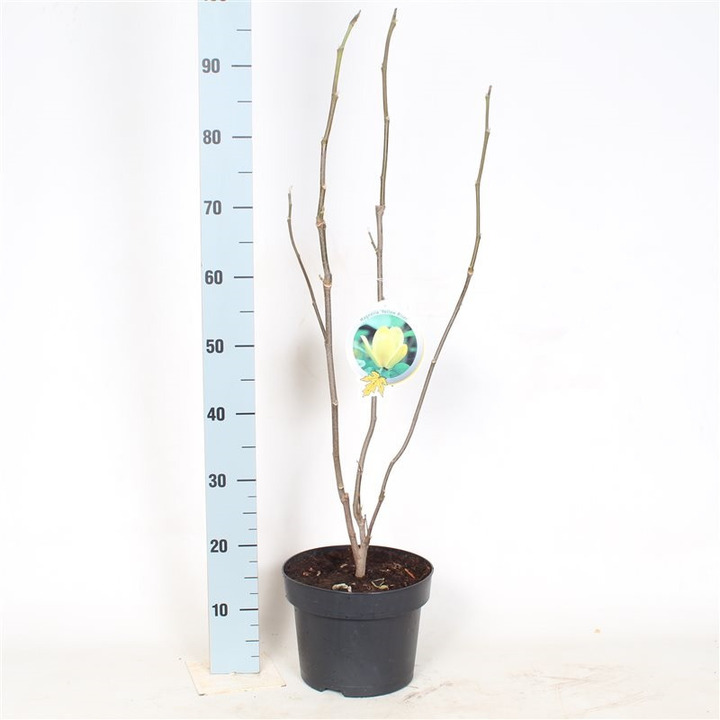Magnolija (Lot Magnolia) 'Yellow River' C5/P23 60-80 CM | MAGNOLIJOS | KRŪMAI