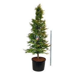 Metasekvoja tikroji (Lot Metasequoia glypt.) 'Amber Glow' C230 250-300 CM SOLITAIR - nuotrauka 2