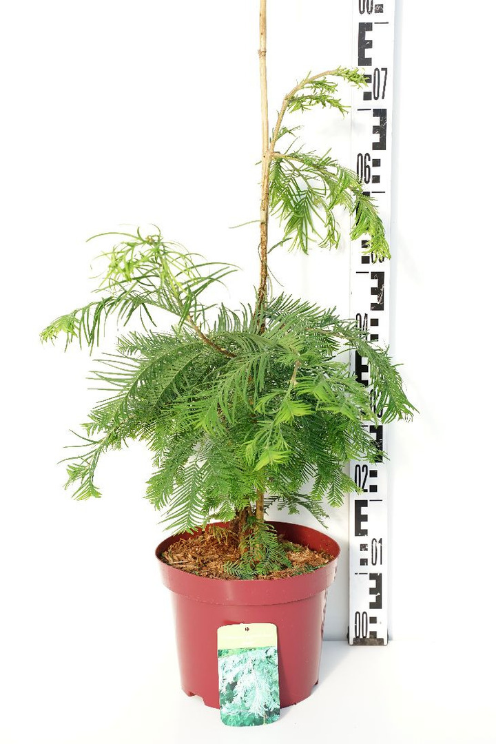Metasekvoja tikroji (Lot Metasequoia glypt.) 'Chubby' C5/P23 40-60 CM