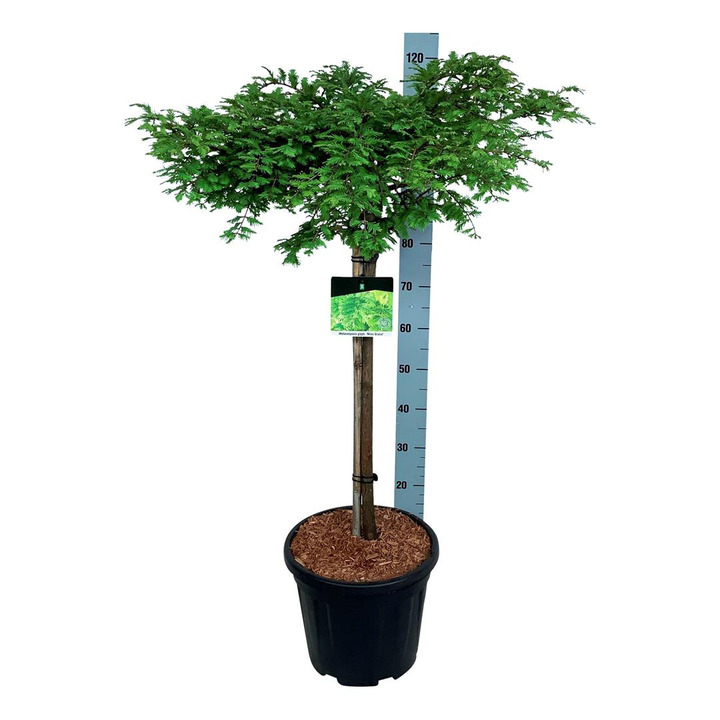 Metasekvoja tikroji (Lot Metasequoia glypt.) 'Miss Grace' C15 STIEBAS 60 CM