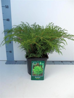 Mikrobiota kryžmiškoji (Lot Microbiota decussata)  C3/P19 30-35 CM