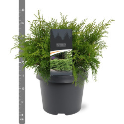 Mikrobiota kryžmiškoji (Lot Microbiota decussata)  C3/P19 30-40 CM