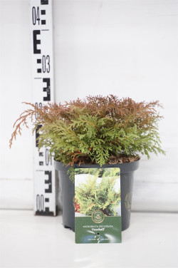 Mikrobiota kryžmiškoji (Lot Microbiota d.) 'Fuzz Ball' C2,5/P18 20-25 CM | MIKROBIOTOS | SPYGLIUOČIAI