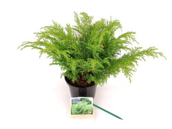 Mikrobiota kryžmiškoji (Lot Microbiota decus.) 'Lucas' C2/P17 30-40 CM
