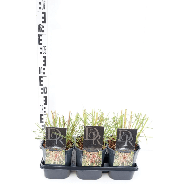 Miskantas kininis (Lot Miscanthus sin.) 'Pink Cloud' C2/P17