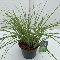 Miskantas kininis (Lot Miscanthus sin.) 'Pink Cloud' C5/P23 | MISKANTAI | SMILGOS - VARPINIAI AUGALAI