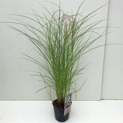 Miskantas kininis (Lot Miscanthus sin.) 'Red Cloud' C2/P17