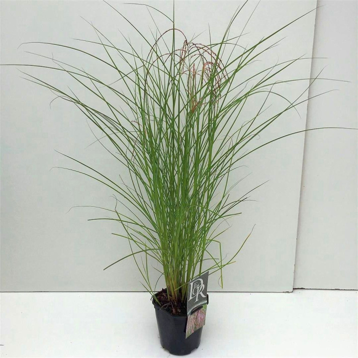Miskantas kininis (Lot Miscanthus sin.) 'Red Cloud' C2/P17