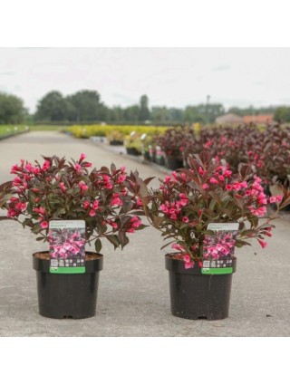 Veigelė Gražiažiedė (Lot Weigela Florida) 'ALEXANDRA' PBR-VEIGĖLĖS-KRŪMAI