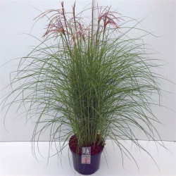 Miskantas kininis (Lot Miscanthus sin.) 'Red Cloud' C10