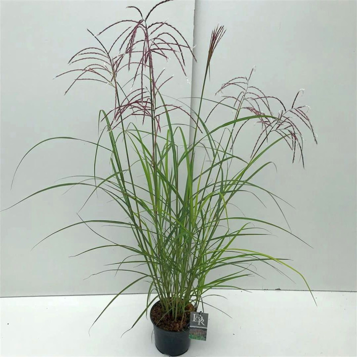Miskantas kininis (Lot Miscanthus sin.) 'Adagio' C10