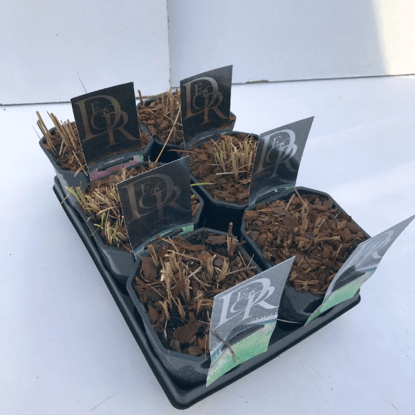 Miskantas MIX (Lot Miscanthus in)  C2/P17 - nuotrauka 1