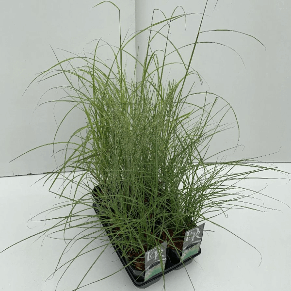 Miskantas MIX (Lot Miscanthus in)  C2/P17 - nuotrauka 2