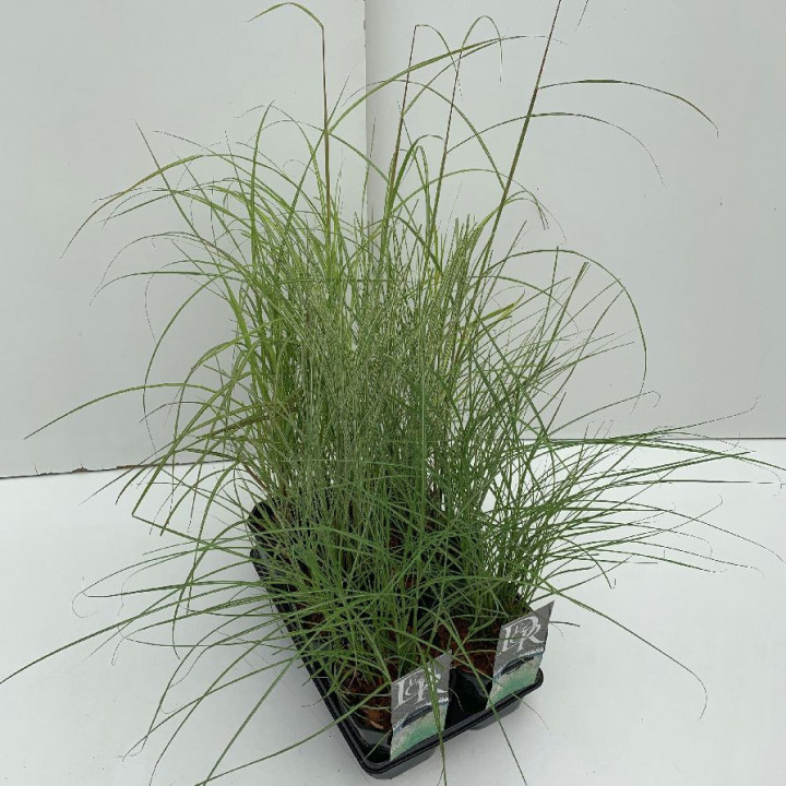 Miskantas MIX (Lot Miscanthus in)  C2/P17