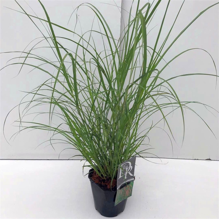 Miskantas kininis (Lot Miscanthus sin.) 'Flamingo' C2/P17