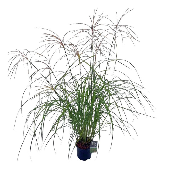Miskantas kininis (Lot Miscanthus sin.) 'Flamingo' C3/P19 | MISKANTAI | SMILGOS - VARPINIAI AUGALAI