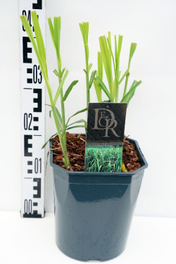 Miskantas kininis (Lot Miscanthus sin.) 'Giganteus' C5/P23