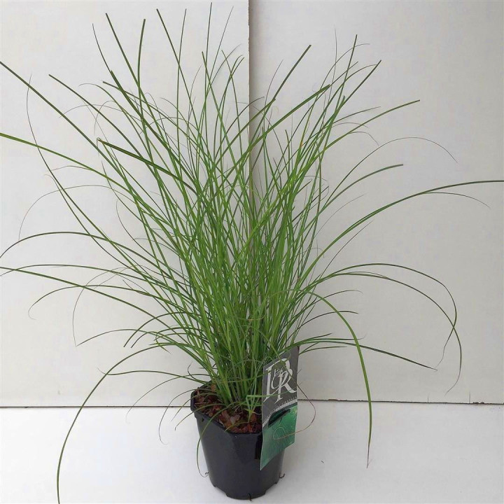 Miskantas kininis (Lot Miscanthus sin.) 'Gracillimus' C2/P17 | MISKANTAI | SMILGOS - VARPINIAI AUGALAI