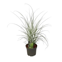 Miskantas kininis (Lot Miscanthus sin.) 'Gracillimus' C5/P23 40-60 CM