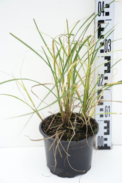 Miskantas kininis (Lot Miscanthus sin.) 'Herman Mussel' C2/P17