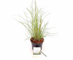 Miskantas kininis (Lot Miscanthus sin.) 'Kleine Silbersp.' C3/P19 30-40 CM