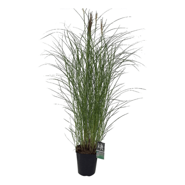 Miskantas kininis (Lot Miscanthus sin.) 'Kleine Silbersp.' C5/P23 - nuotrauka 2