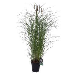 Miskantas kininis (Lot Miscanthus sin.) 'Kleine Silbersp.' C5/P23 - nuotrauka 2