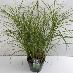 Miskantas kininis (Lot Miscanthus sin.) 'Little Zebra' C5/P23 - nuotrauka 2