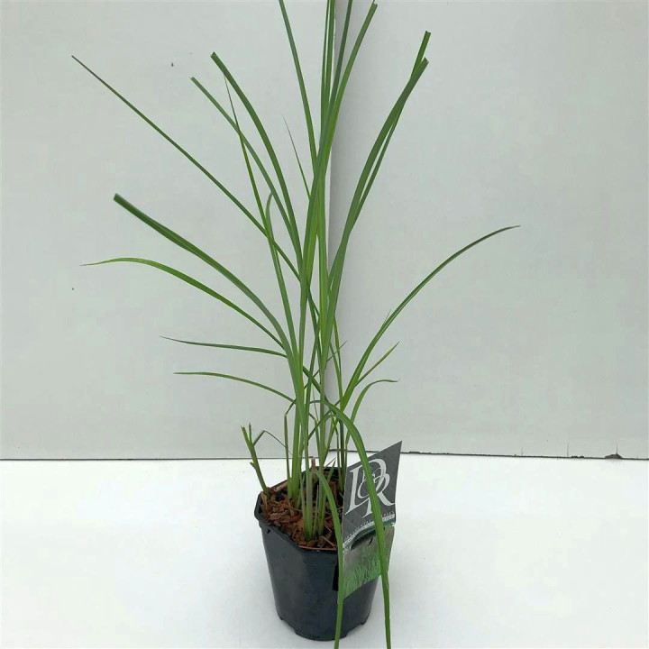 Miskantas kininis (Lot Miscanthus sin.) 'Malepartus' C2/P17 | MISKANTAI | SMILGOS - VARPINIAI AUGALAI