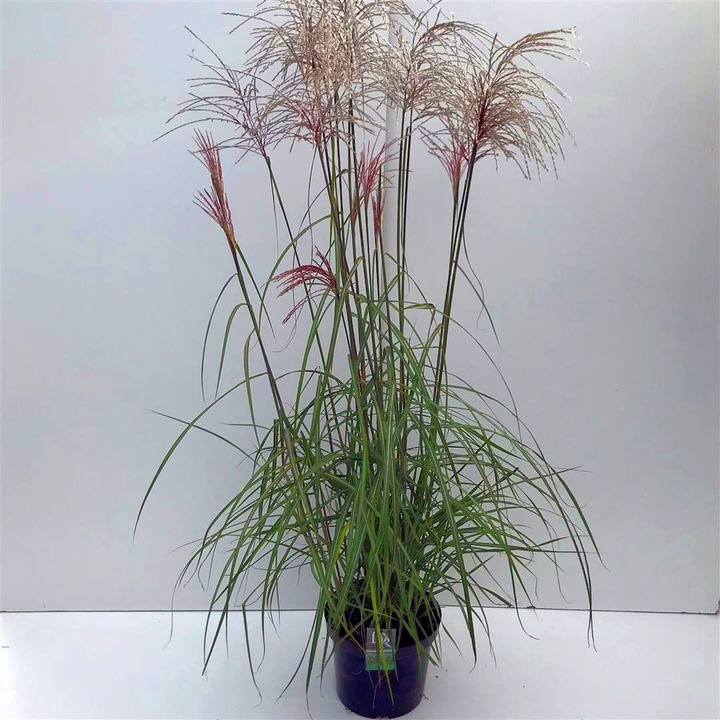 Miskantas kininis (Lot Miscanthus sin.) 'Malepartus' C10 | MISKANTAI | SMILGOS - VARPINIAI AUGALAI