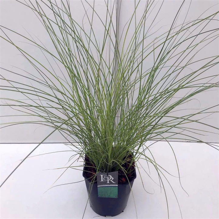 Miskantas kininis (Lot Miscanthus sin.) 'Morning Light' C5/P23 | MISKANTAI | SMILGOS - VARPINIAI AUGALAI