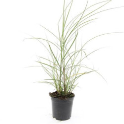 Miskantas kininis (Lot Miscanthus sin.) 'Red Chief' C1,5/P15
